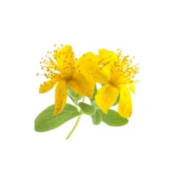 Millepertuis - macérât huileux bio - 50ml - flacon en verre