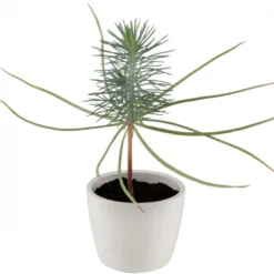 Mini sapin de noël dans un pot céramique