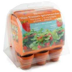 Mini-serre 6 pots fraisier
