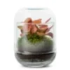 Mini terrarium Fittonia