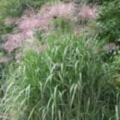 Miscanthus giganteus 2 l 0-100 cm