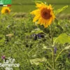 Mélange maraîchage plein champs - graines bio