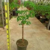 Moringa oleiferaarbre de vie 7 l 120-140 cm