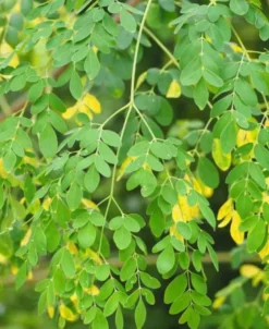 Moringa oleiferaarbre de vie 7 l 120-140 cm