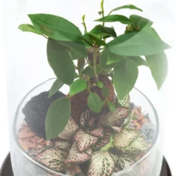 Moyen terrarium Spicy