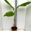 Musa dajiaobanane comestible 14 l 120-140 cm