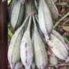 Musa nagensium 15 l 160-180 cm