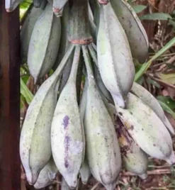 Musa nagensium 15 l 160-180 cm