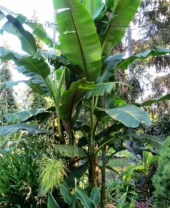 Musa nagensium 15 l 160-180 cm
