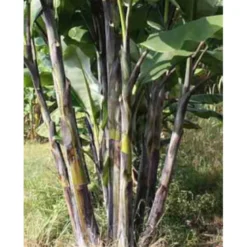 Musa nagensium 15 l 160-180 cm
