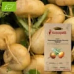 Navet petrowski early round yellow- graines bio à semer
