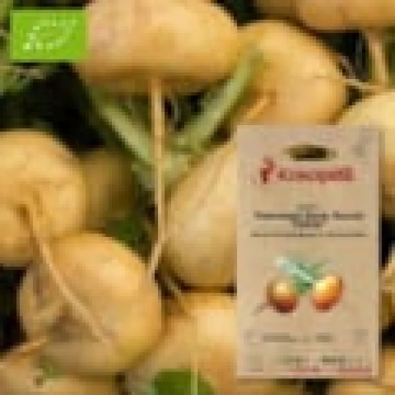 Navet petrowski early round yellow- graines bio à semer