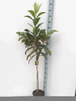 Néflier du japon 7 l 100-120 cm