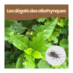Nématodes hb - 20 arbustes - otiorhynques - 10 millions