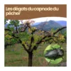 Nématodes sc - 2 arbres - capnode du pêcher - 10 millions