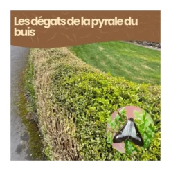 Nématodes sc - 6 arbustes - pyrale du buis - 10 millions