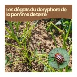 Nématodes sc - 50 m² - doryphore de la pomme de terre - 25m