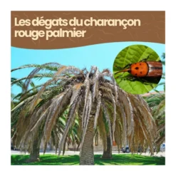 Nématodes sc - 1 à 2 palmiers - charançon rouge palmier - 25m