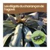 Nématodes sc - 10 plantes - charançon de l'agave - 50 millions