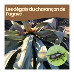 Nématodes sc - 10 plantes - charançon de l'agave - 50 millions