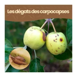 Nématodes sf - 2 arbres - carpocapses pomme poire noix - 5m