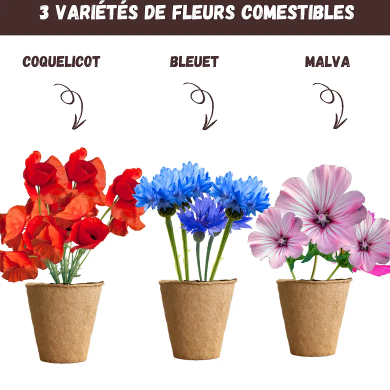 Nopalia® kit fleurs comestibles – graines bio coquelicot, mauve, bleuet