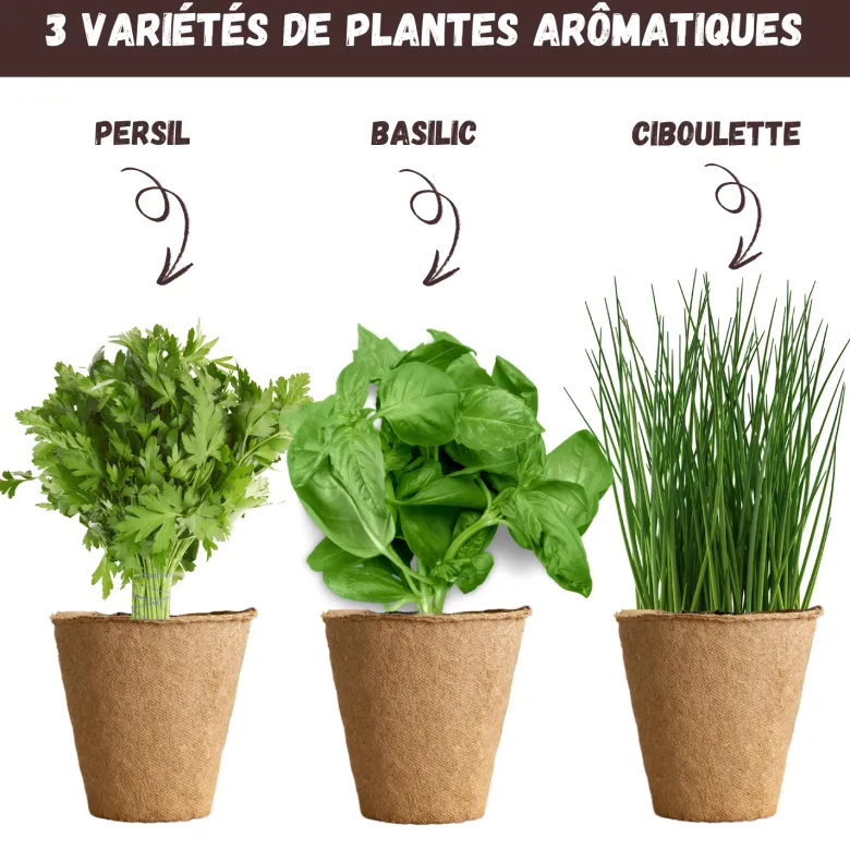 Nopalia® kit herbes aromatiques: basilic, persil, ciboulette, coriandre, romarin