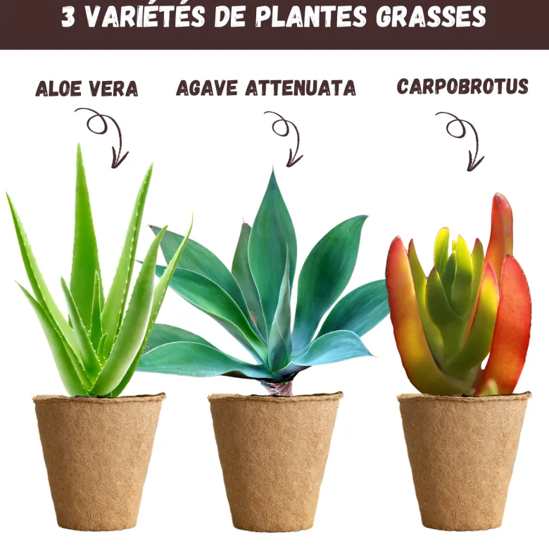 Nopalia® kit plantes grasses & aloe vera à faire pousser