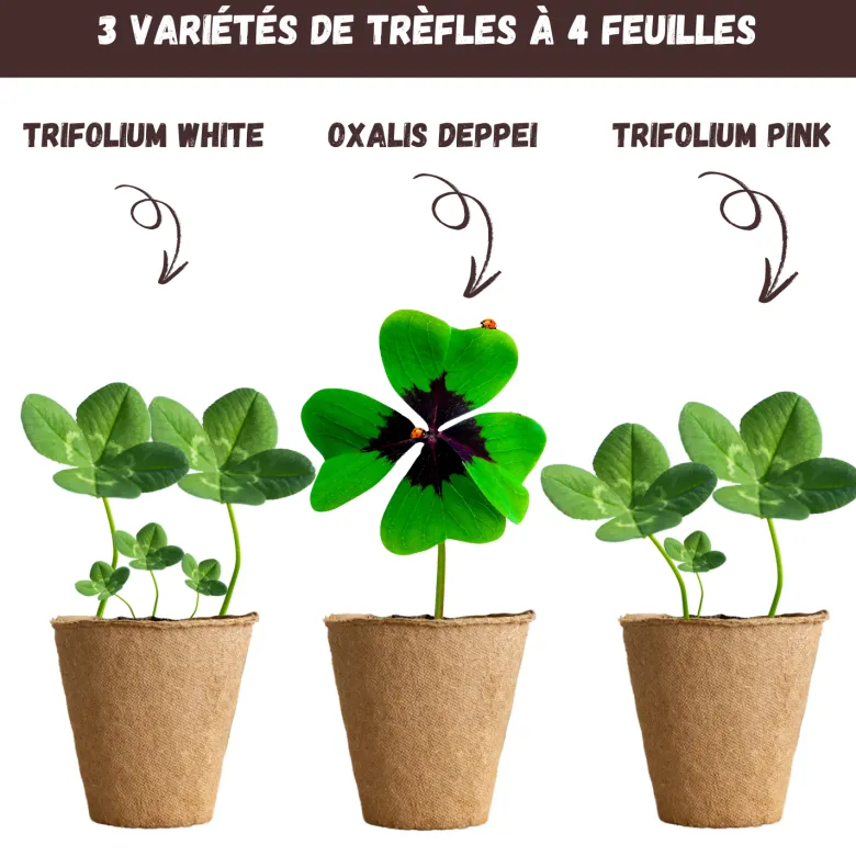 Nopalia® kit trèfle à 4 feuilles porte-bonheur