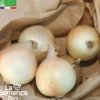 Oignon jaune des cévennes bio