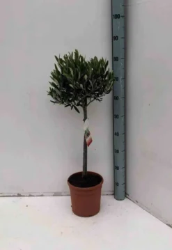 Olivier 9 l 130-150 cm