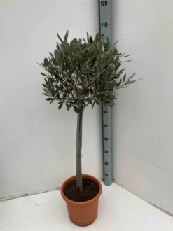 Olivier 9 l 130-150 cm