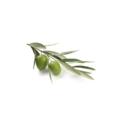 Olivier - macérat de bourgeons bio 15ml 15