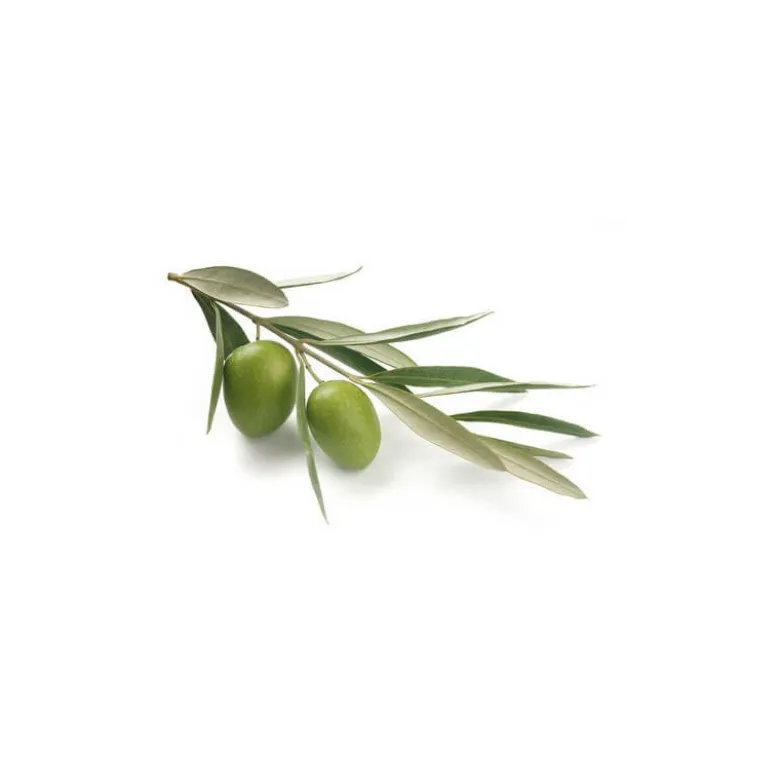 Olivier - macérat de bourgeons bio 15ml 15