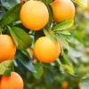 Orange amère-bigaradier 5 l 80-100 cm