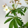 Oranger du mexique 'greenfingers ' taille du pot - en pot de 3 litres