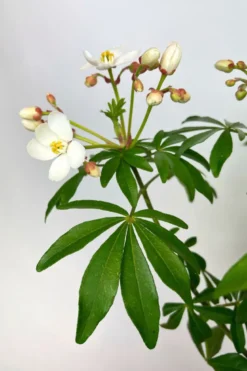 Oranger du mexique 'greenfingers ' taille du pot - en pot de 3 litres