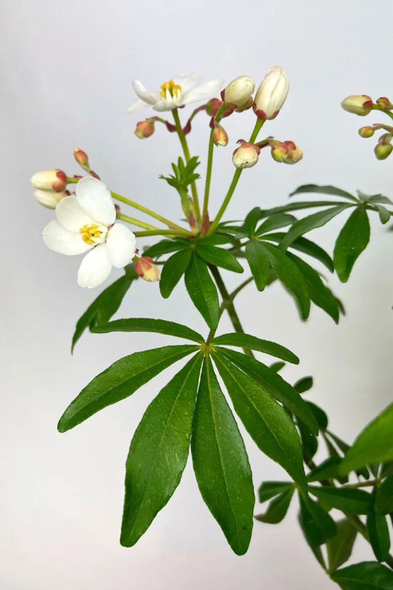 Oranger du mexique 'greenfingers ' taille du pot - en pot de 3 litres