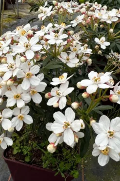 Oranger du mexique 'greenfingers ' taille du pot - en pot de 3 litres