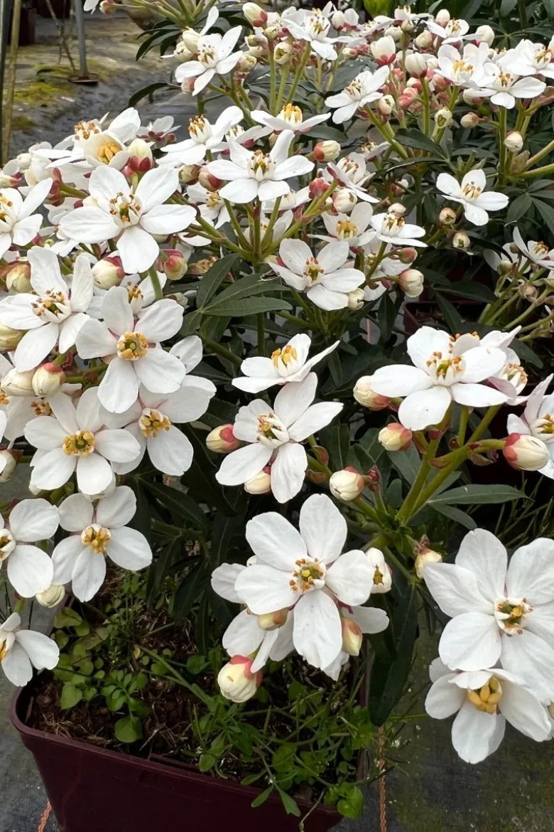 Oranger du mexique 'greenfingers ' taille du pot - en pot de 3 litres