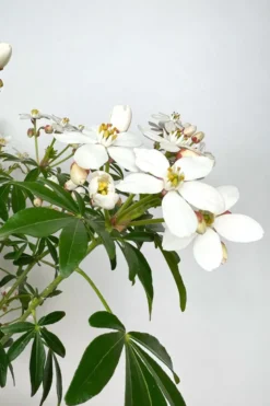 Oranger du mexique 'greenfingers ' taille du pot - en pot de 3 litres