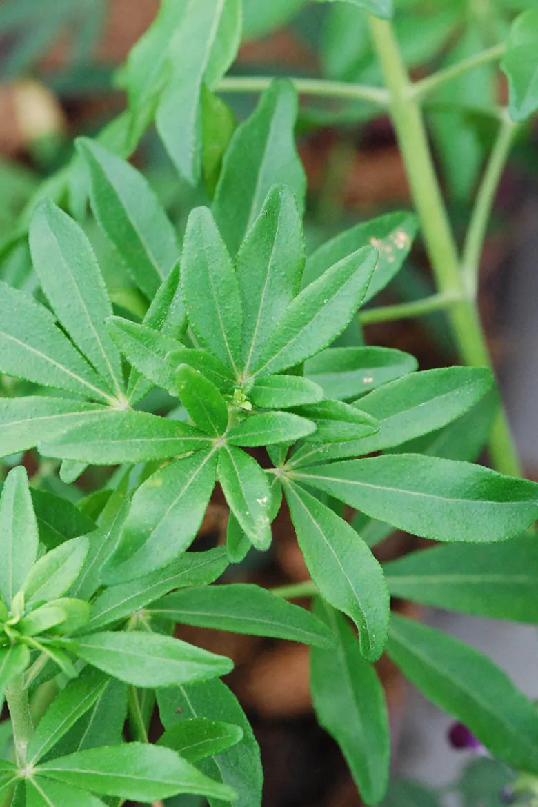 Oranger du mexique 'greenfingers ' taille du pot - en pot de 3 litres