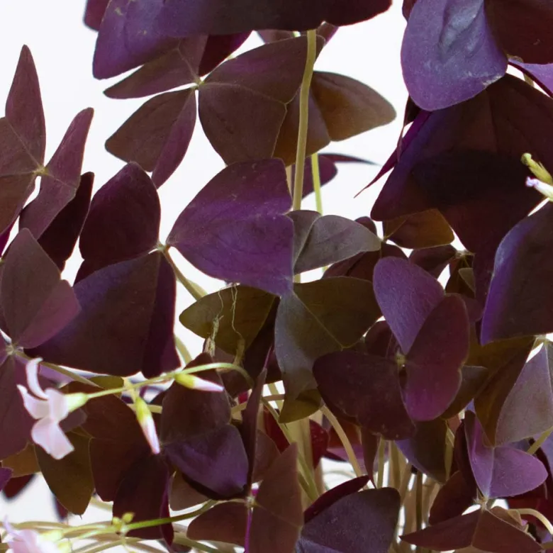 Oxalis triangularis ou trèfle pourpre