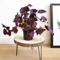 Oxalis triangularis ou trèfle pourpre