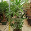 Palmier bambou 7 l 100-120 cm