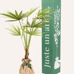 Palmier de chine -idée cadeau