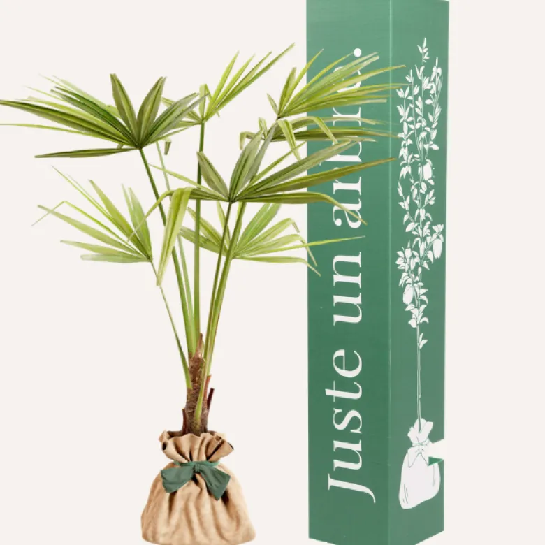Palmier de chine -idée cadeau