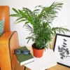 Palmier d'intérieur + cache-pot