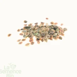 Panais demi-long de guernesey bio