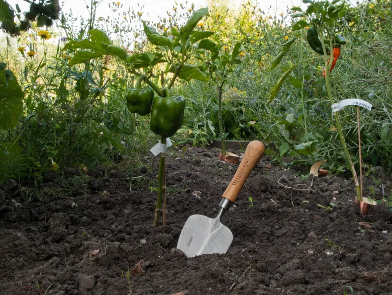 Pelle à transplanter à main